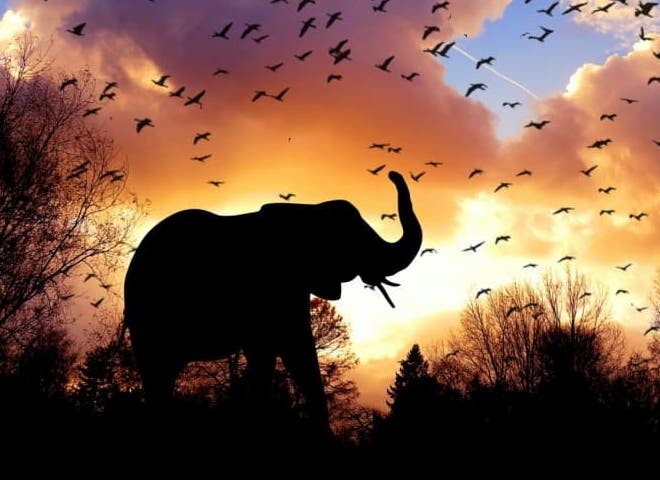 An elephant silhouetted against a sunset, birds scattered across the sky